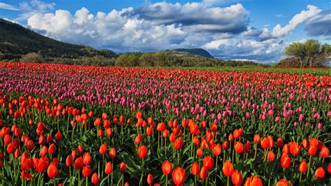 city of abbotsford|Abbotsford – Travel guide at Wikivoyage.